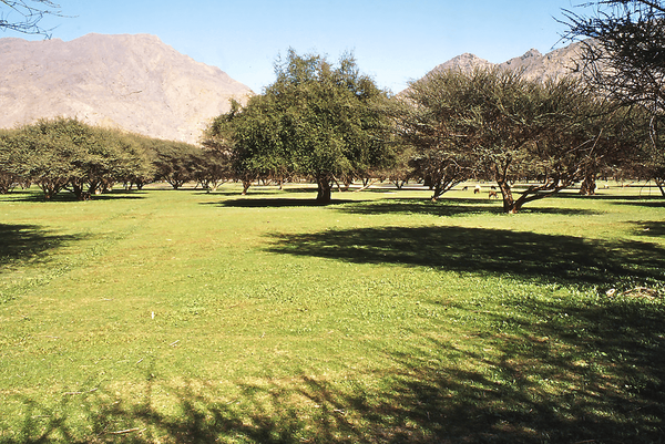 musandam birkat khalidiyya garden