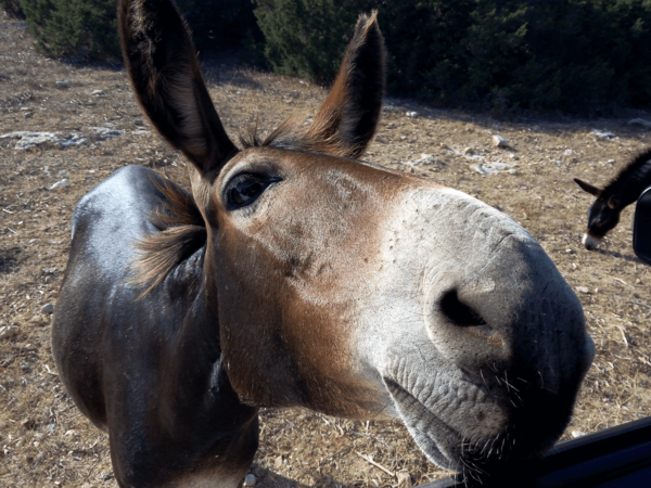 neugieriger Wildesel auf der Karpazhalbinsel