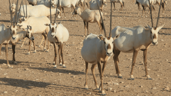 Oryx antelopes, Oman