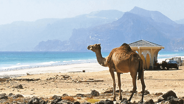 Camel at Mughsayl Beach, Oman