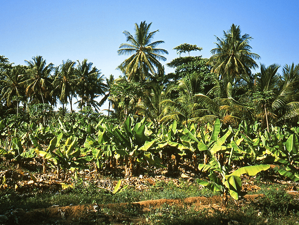 salalah dhufar plantations