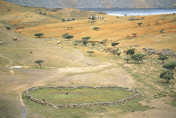  fields in musandam