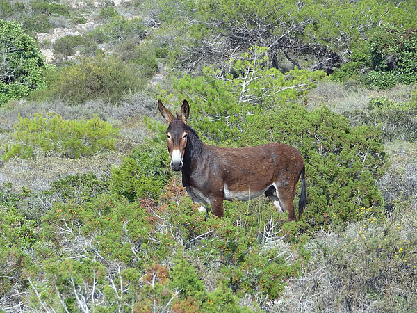 Wildesel auf der Karpaz Halbinsel