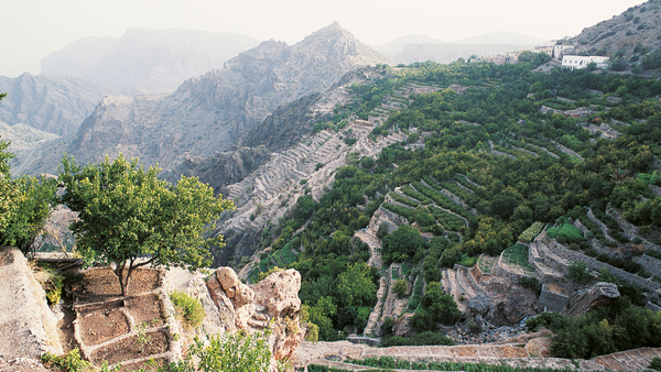 Terrassenfelder auf dem Jebel Akhdar