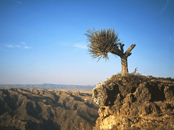 The coastal mountains at Jebel Qara in Oman