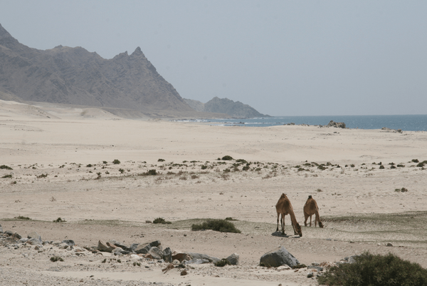 Kamele am einsamen Strand der Ostküste Omans