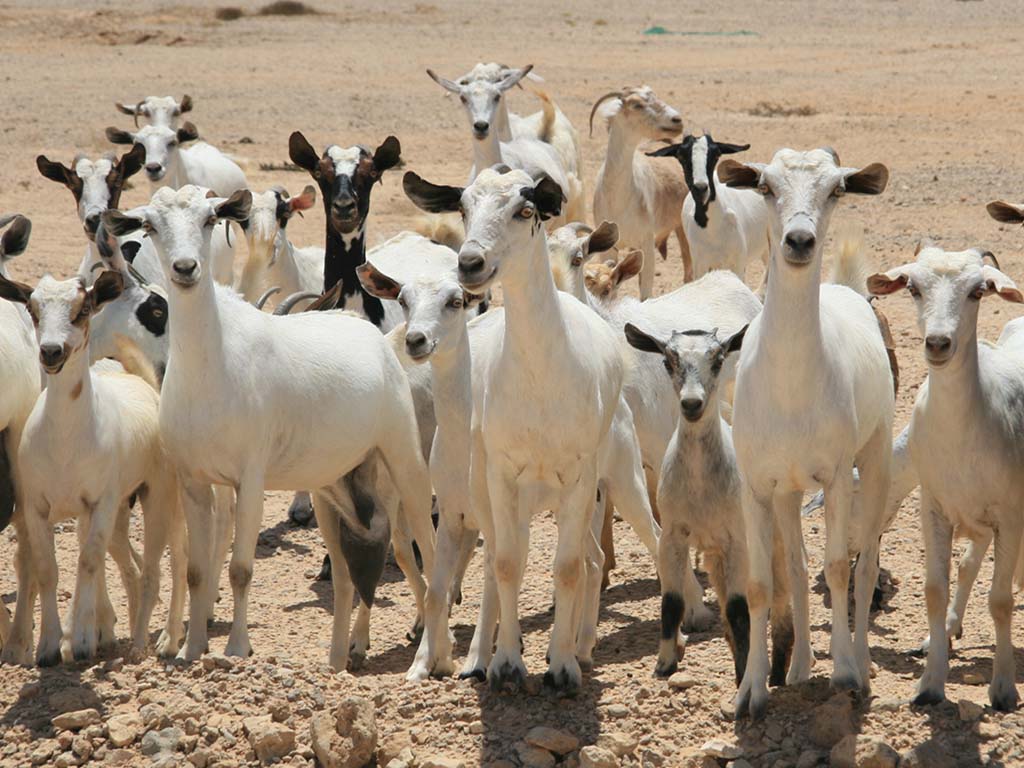 The goats of Oman are not kept in stables, but roam freely in nature.