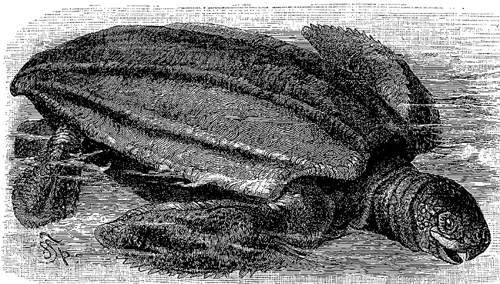 Leatherback turtles are still found in particularly large numbers in Oman.