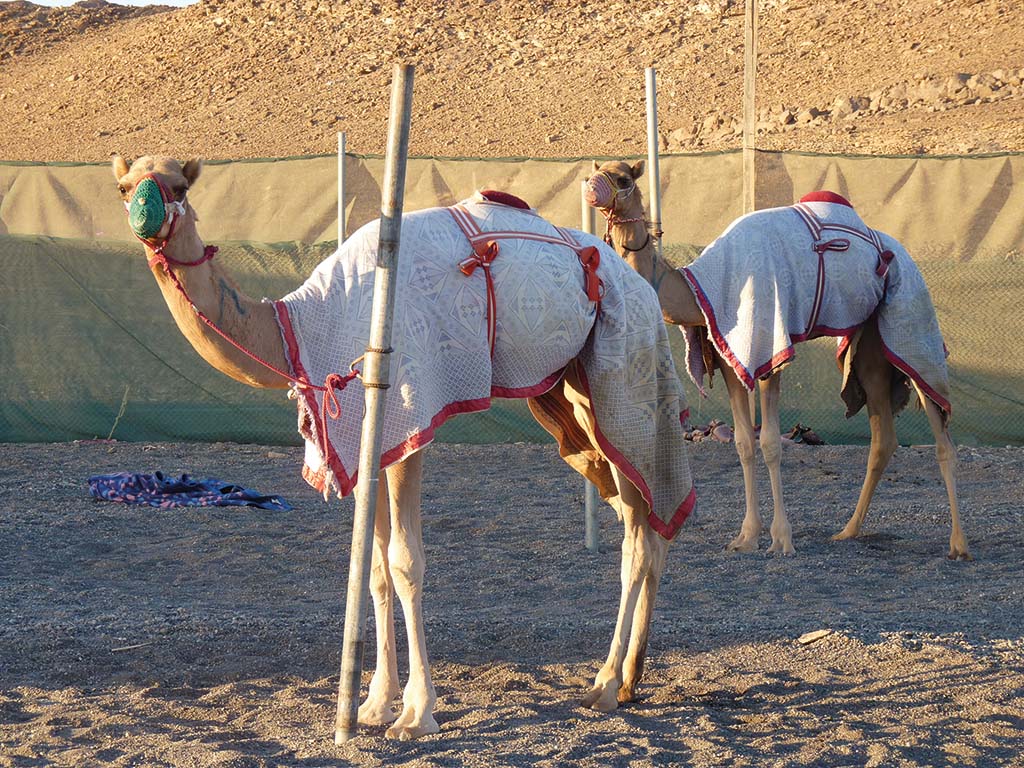 The racing camels of the Wihiba Bedouins are particularly valuable.
