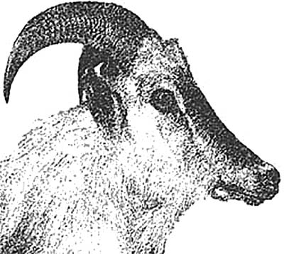 Der arabische Tahr